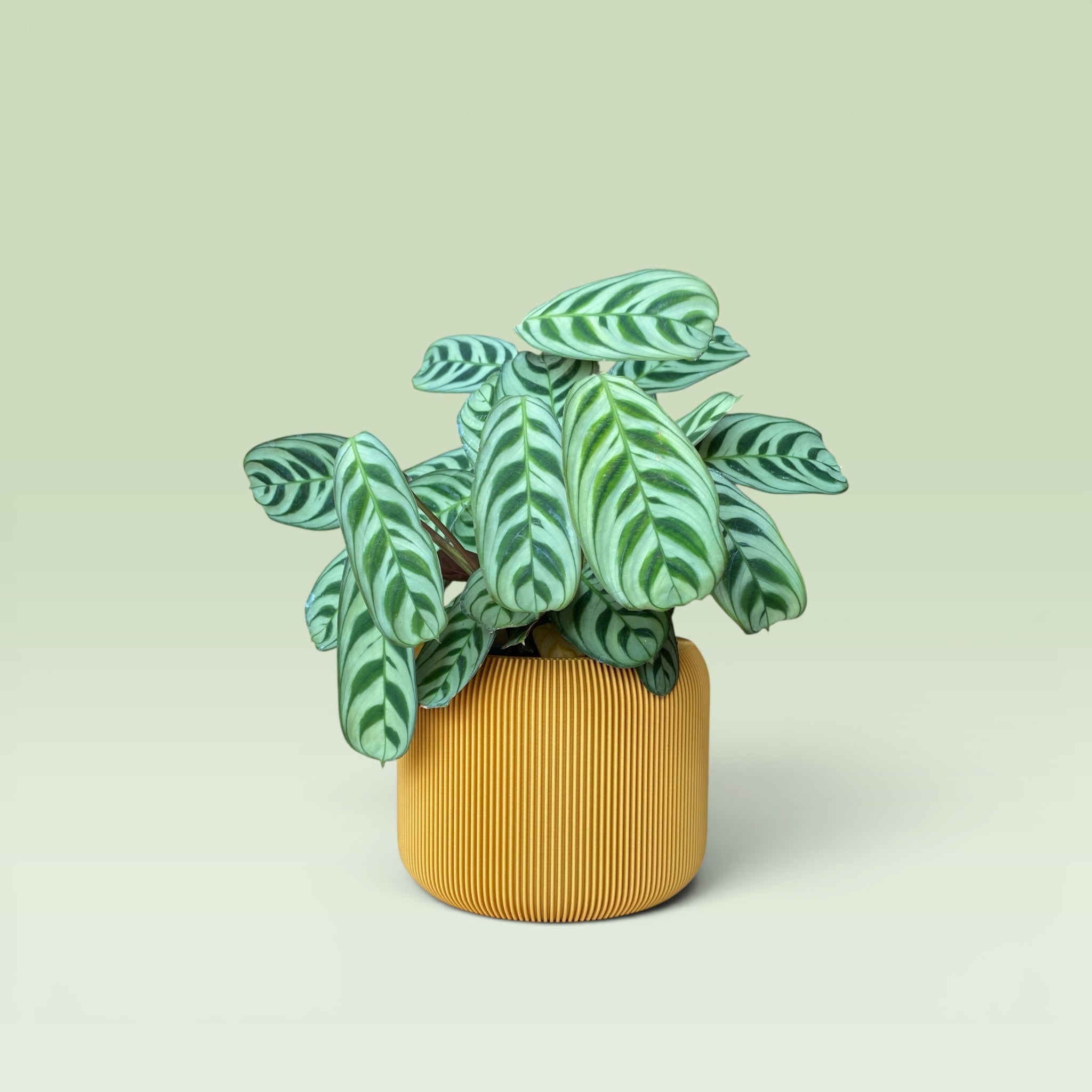 Corrugated 4" Plant Pot