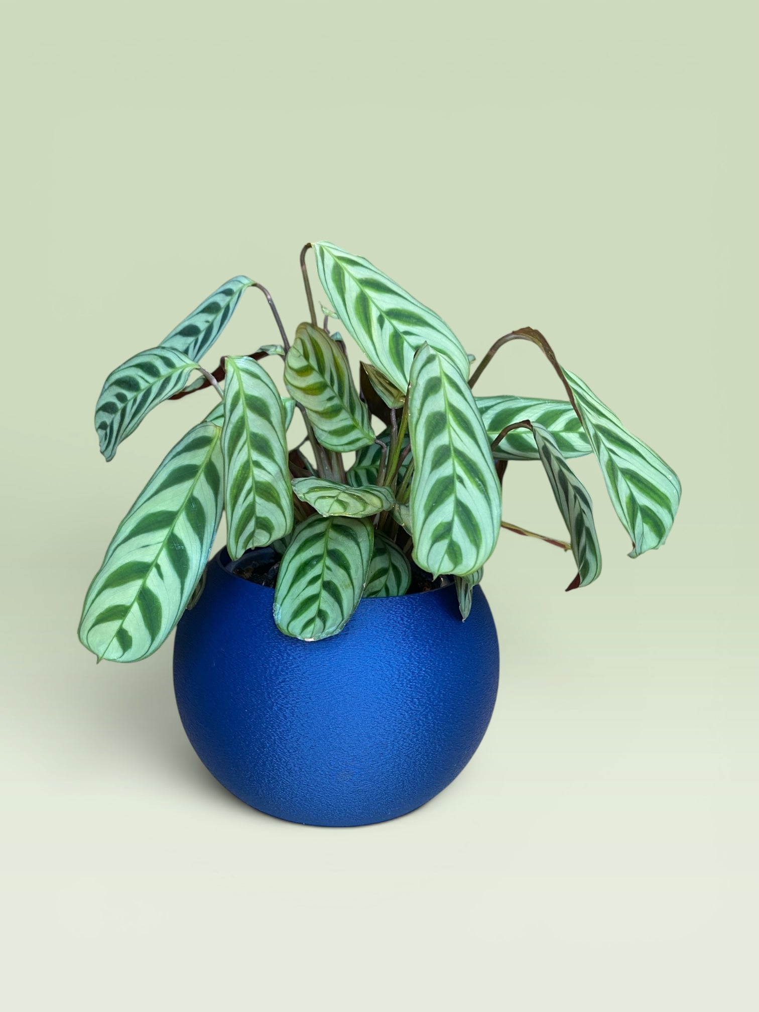 Bulbous 4" Plant Pot