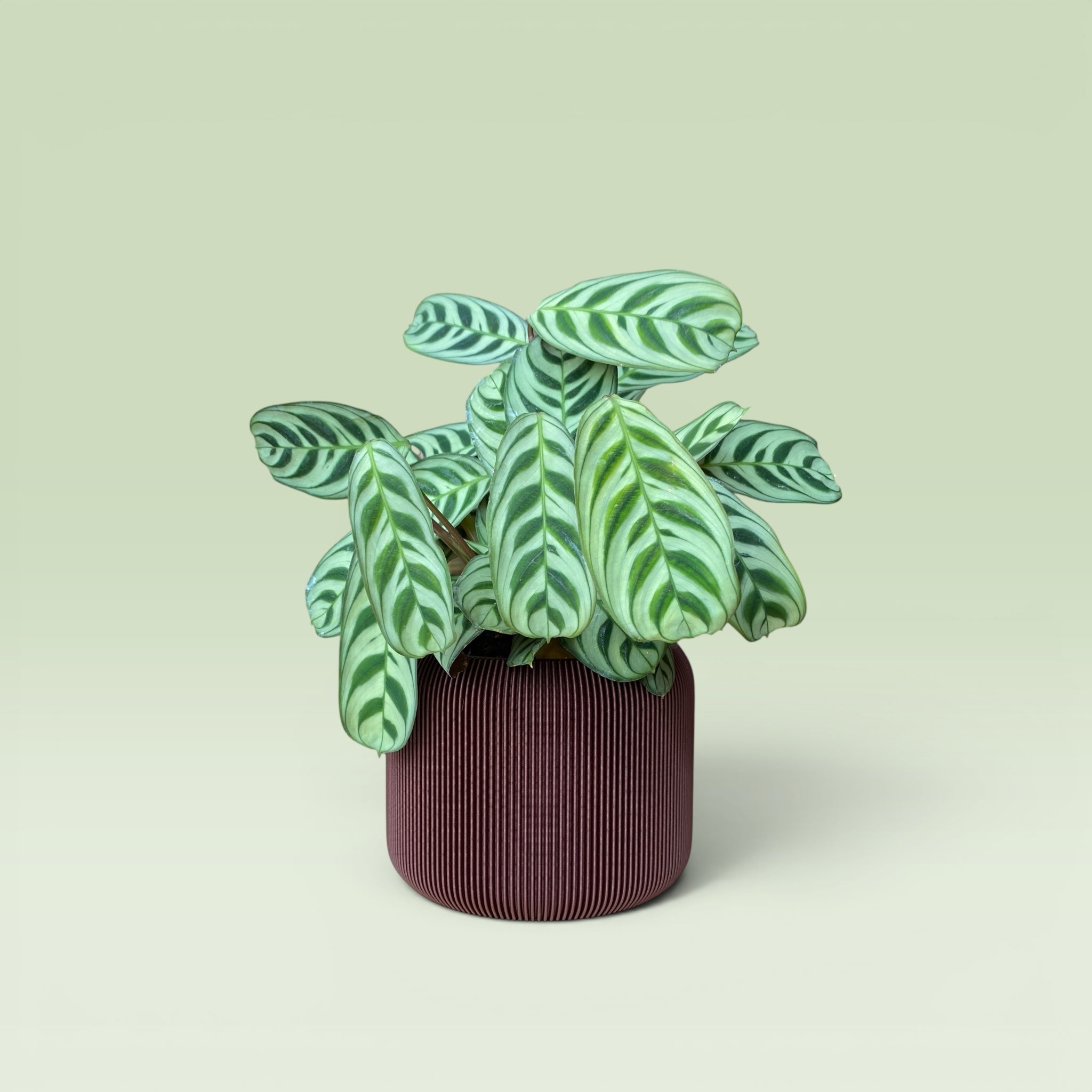 Corrugated 4" Plant Pot