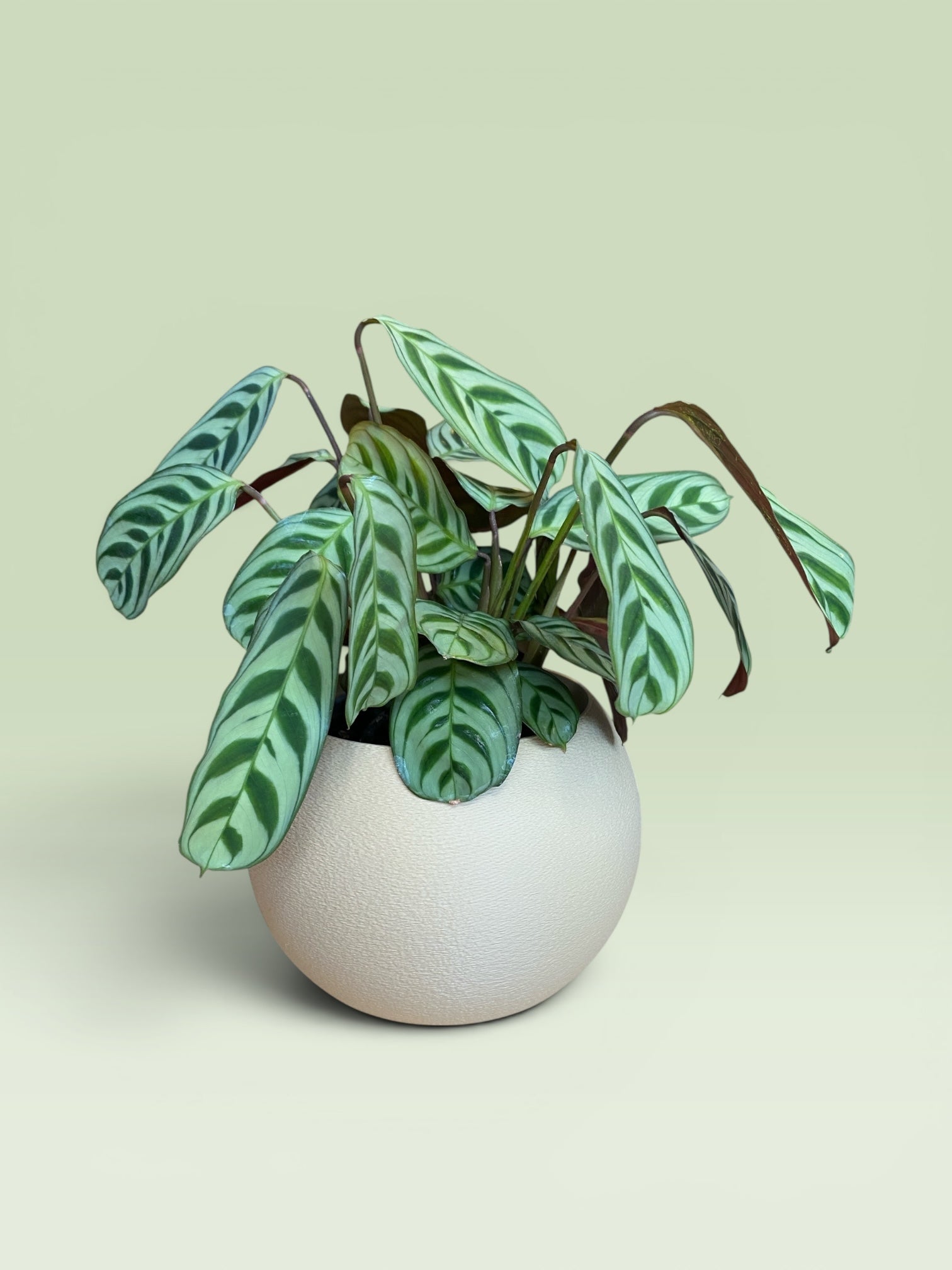 Bulbous 4" Plant Pot