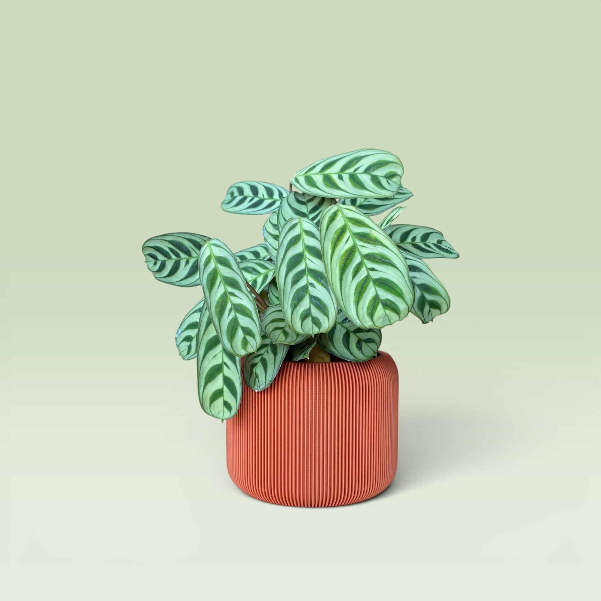 Corrugated 4" Plant Pot