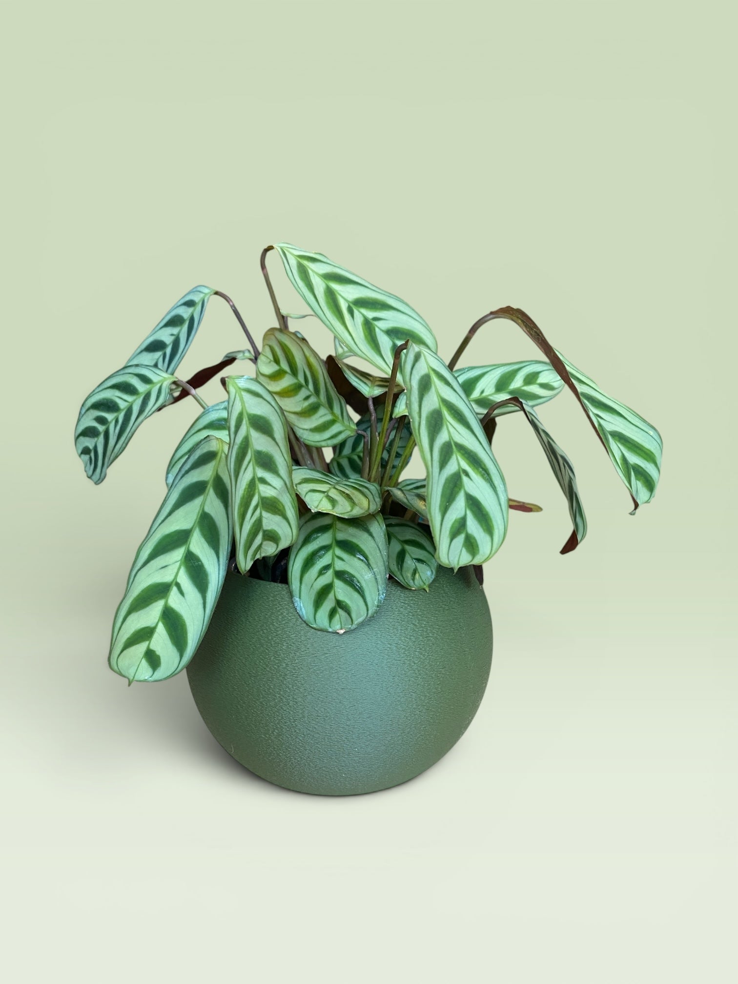 Bulbous 4" Plant Pot