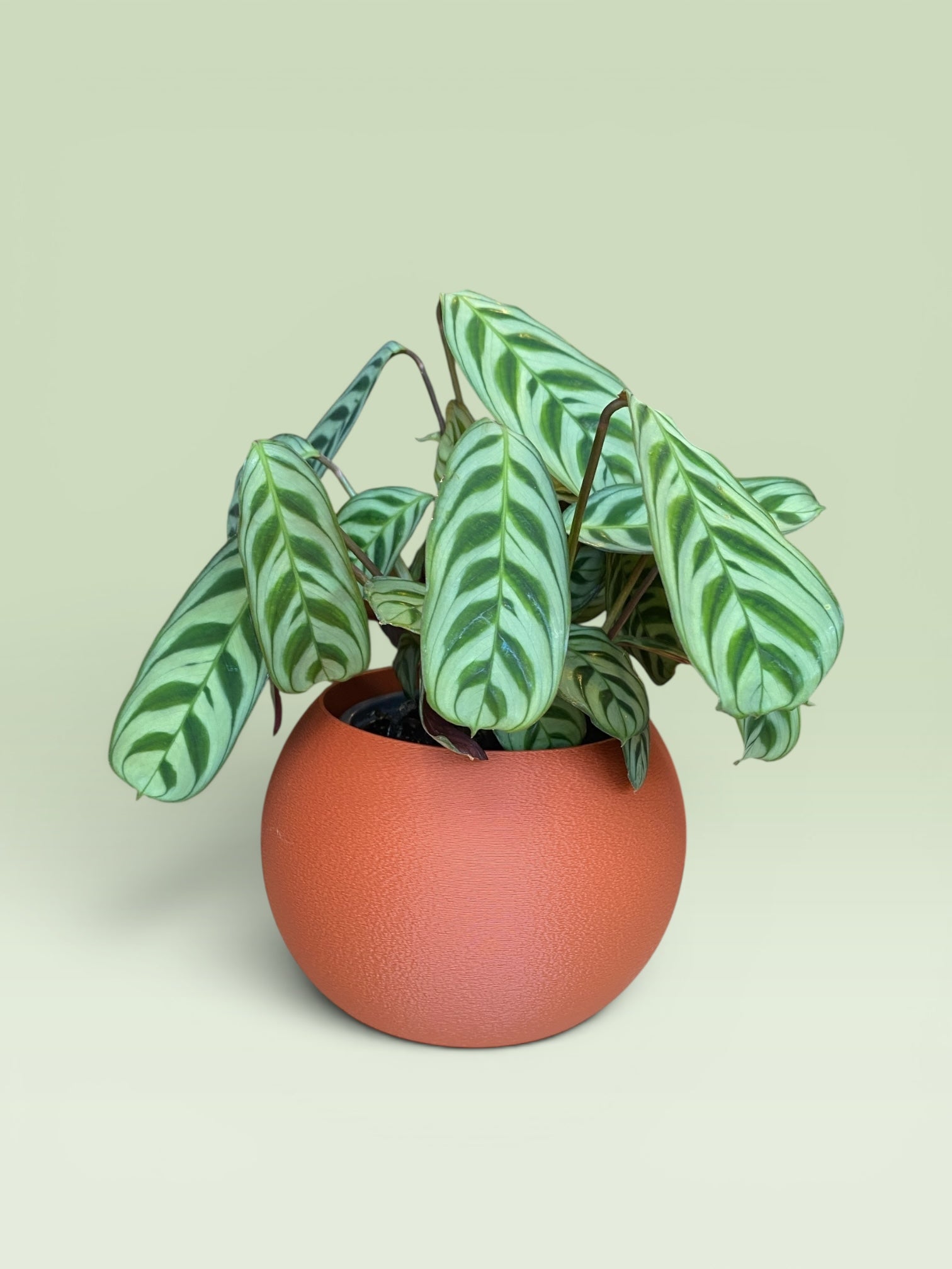 Bulbous 4" Plant Pot