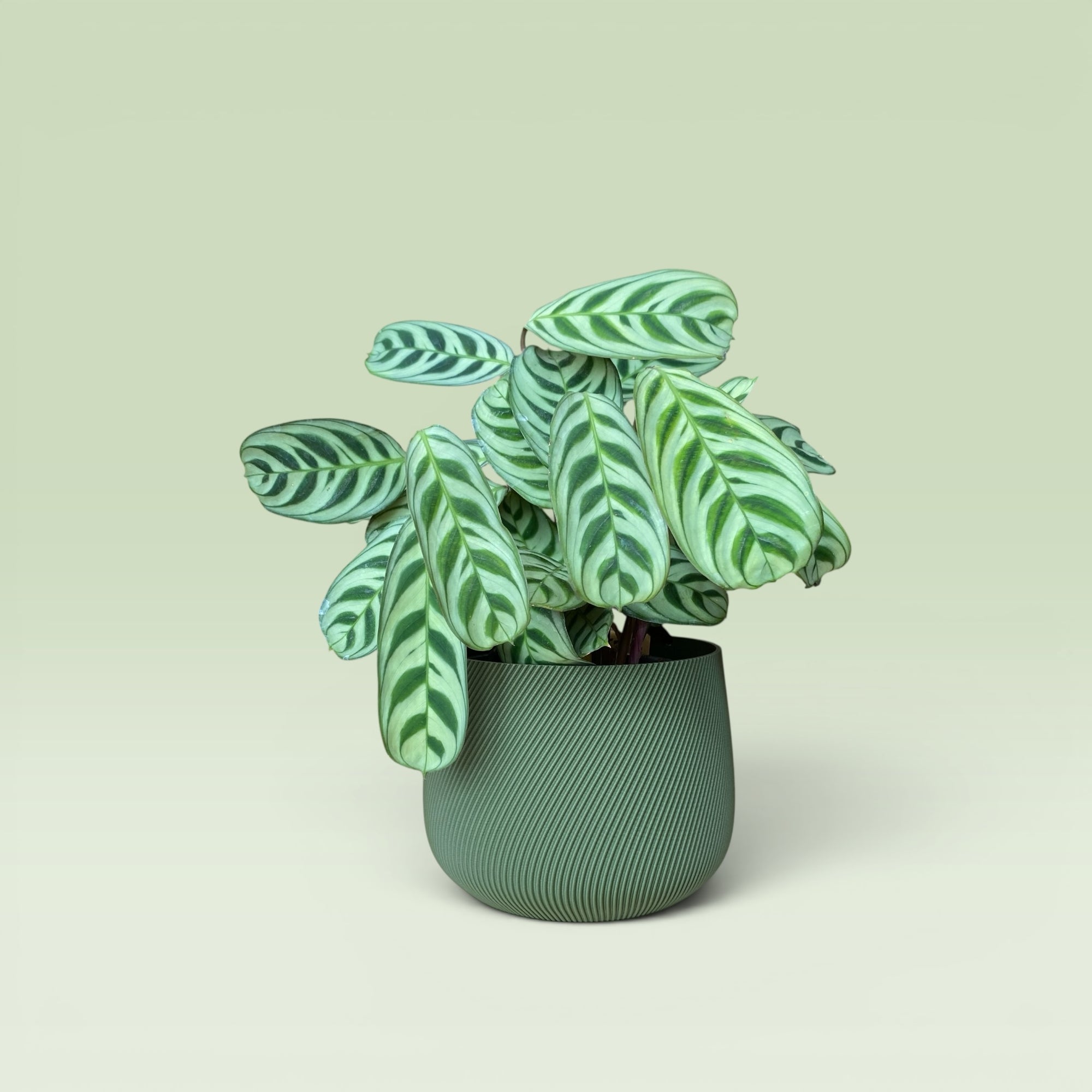 Swirled 4" Plant Pot