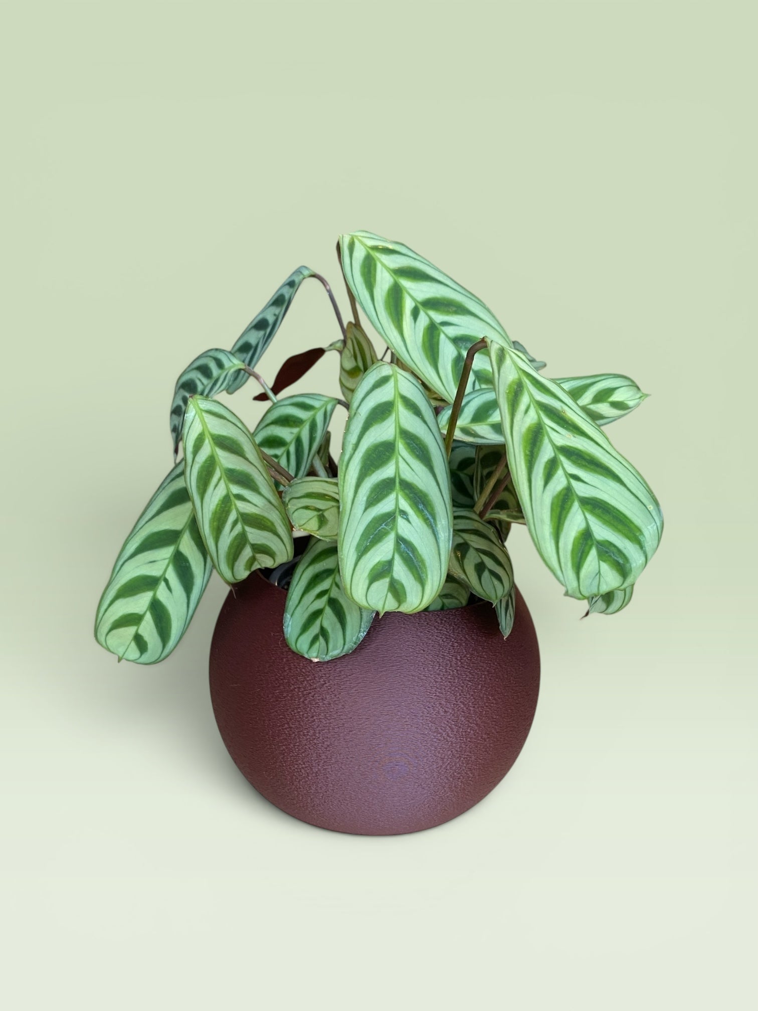 Bulbous 4" Plant Pot