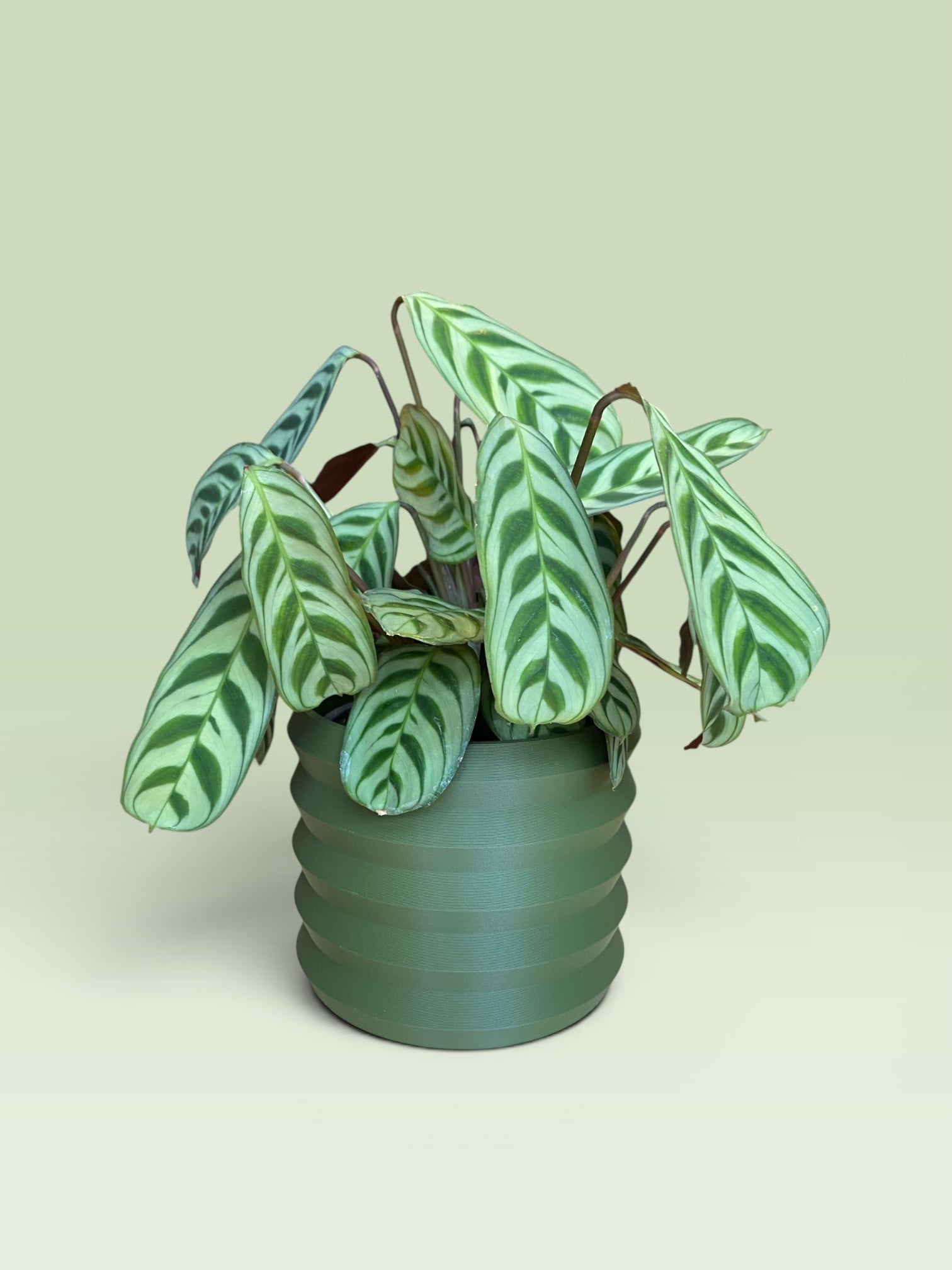 Palm 4" Plant Pot