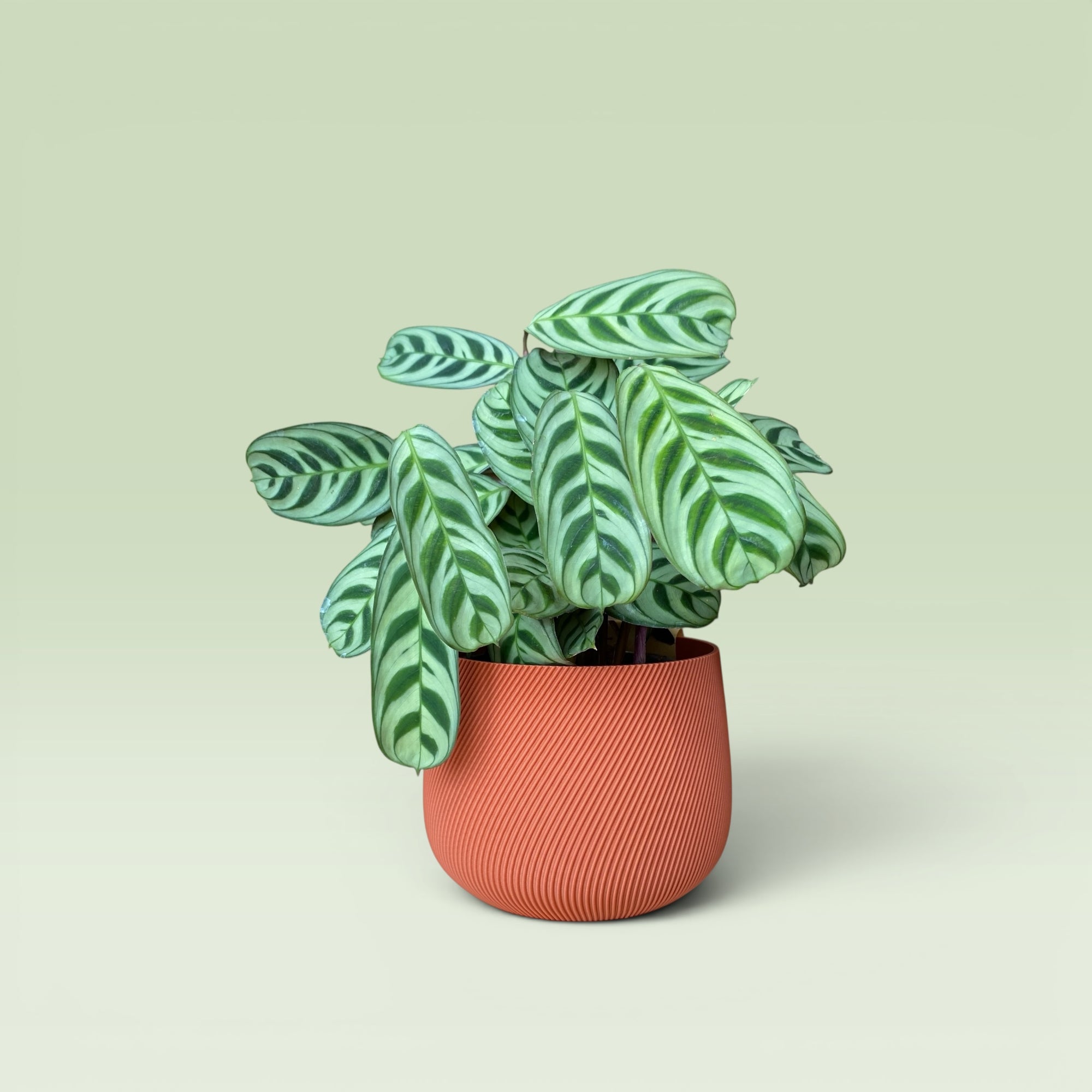 Swirled 4" Plant Pot