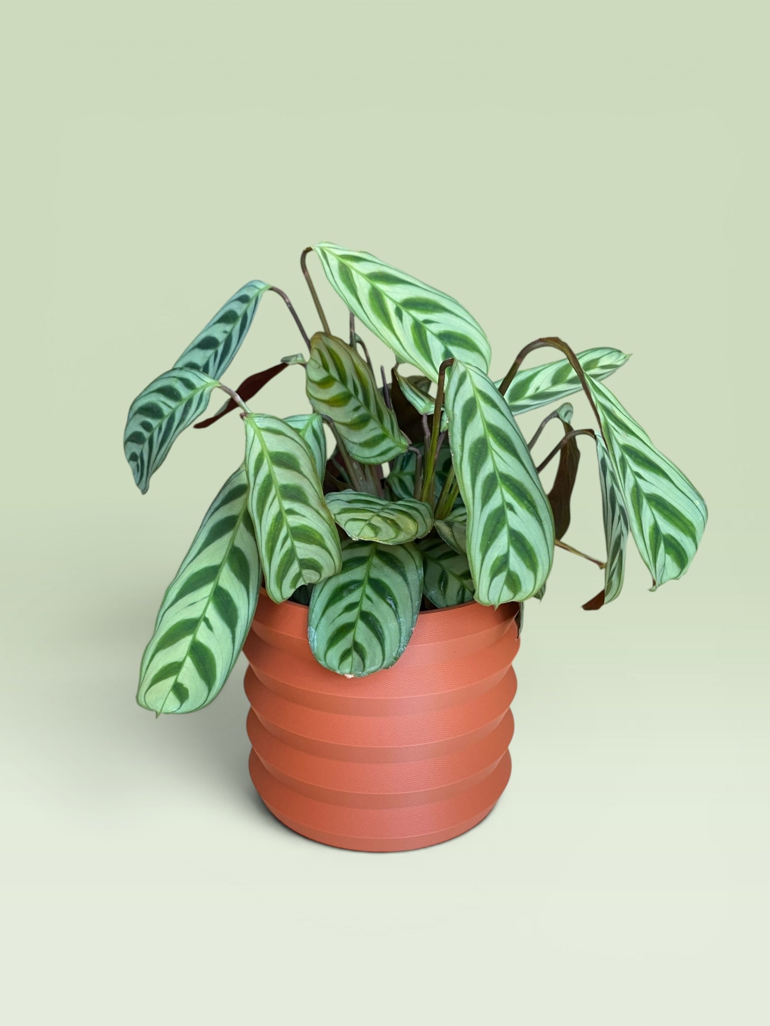 Palm 4" Plant Pot