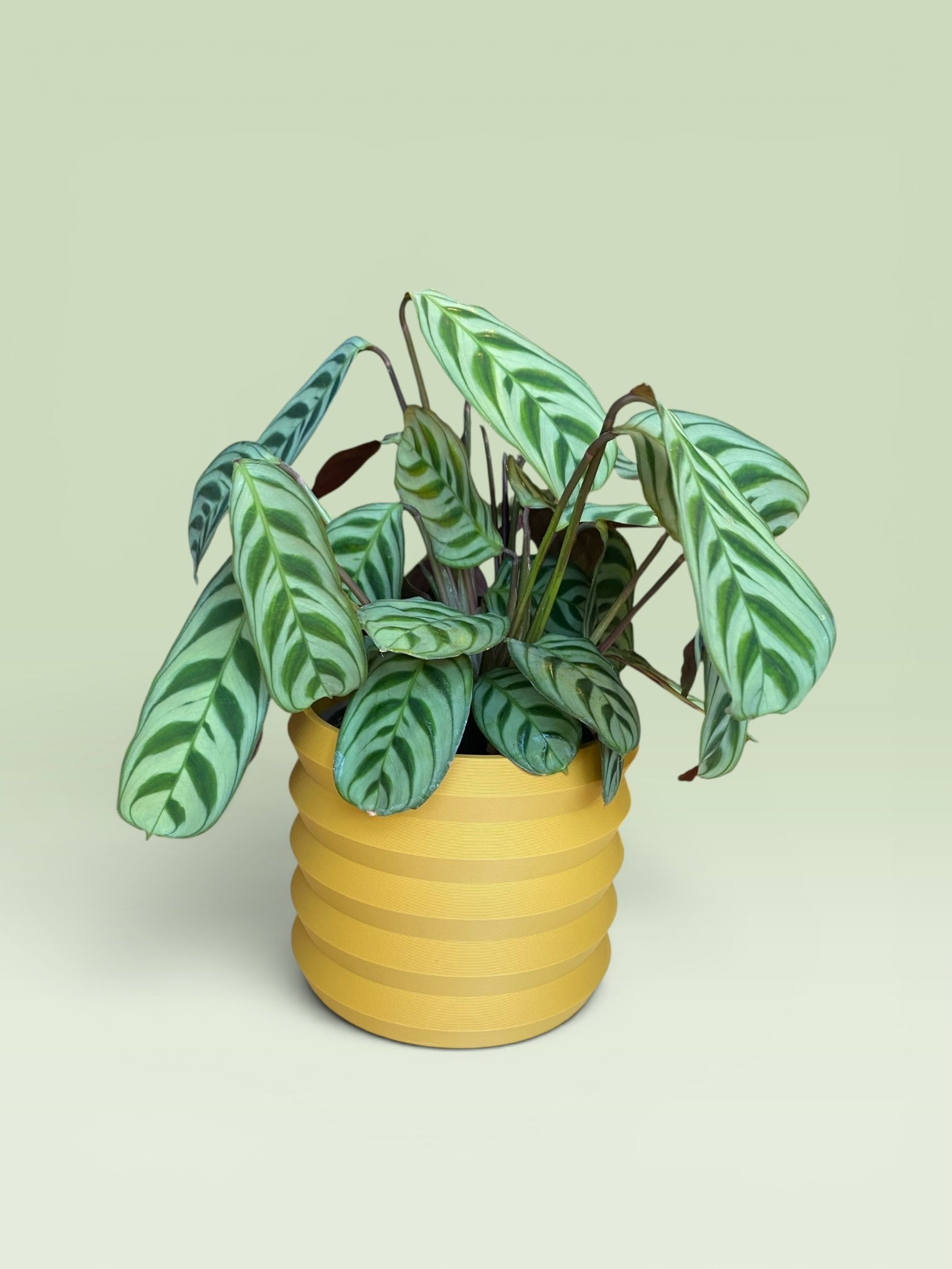 Palm 4" Plant Pot