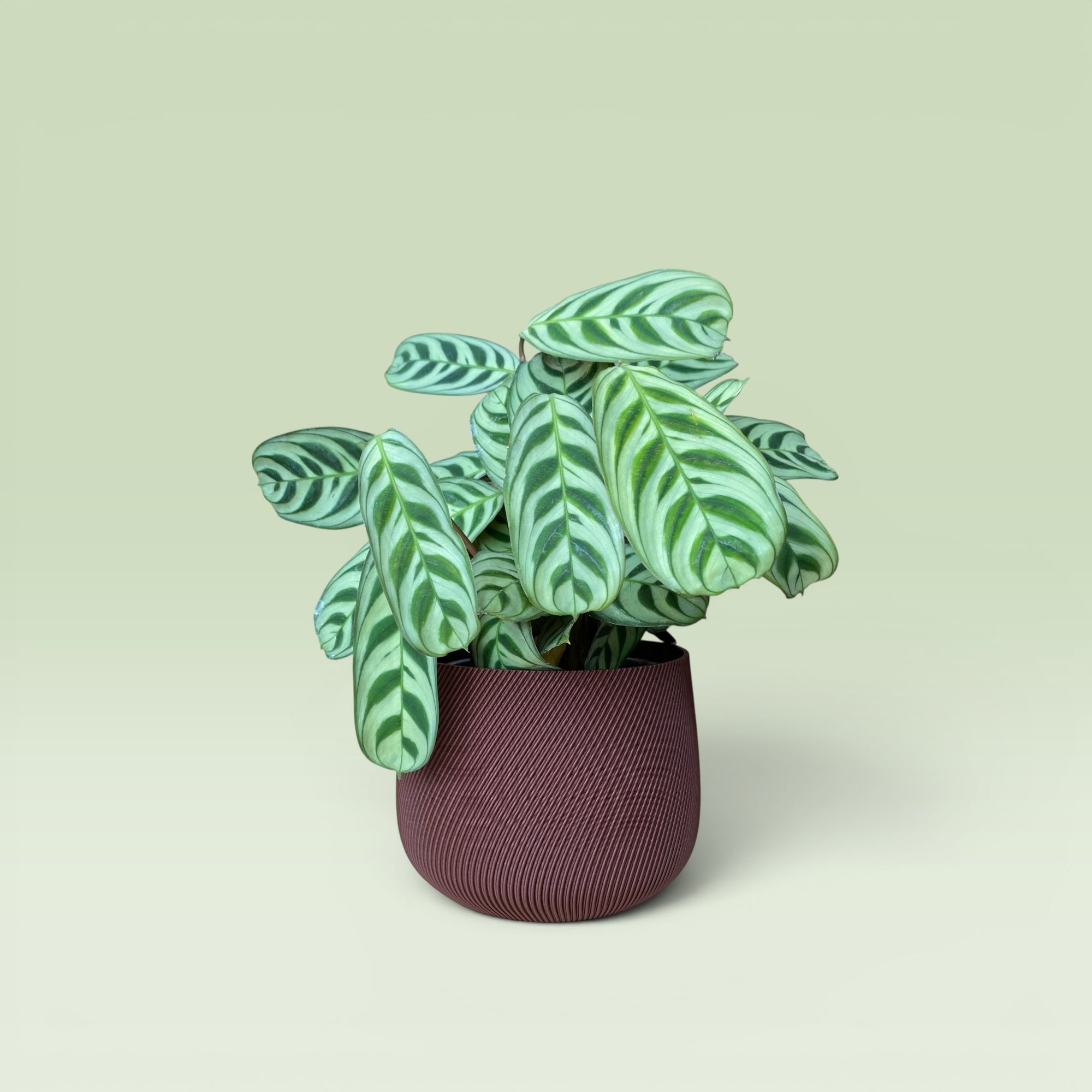 Swirled 4" Plant Pot