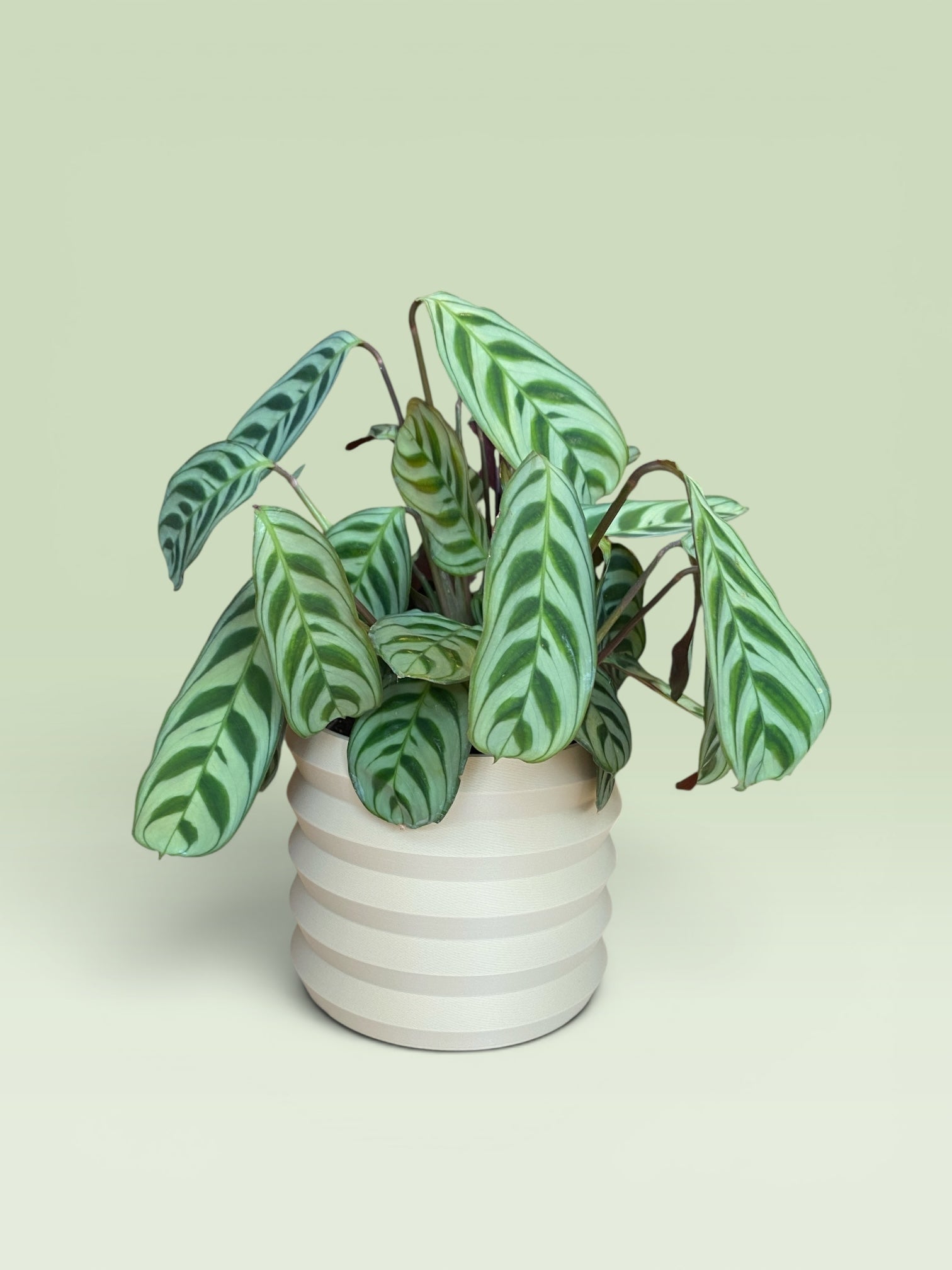 Palm 4" Plant Pot