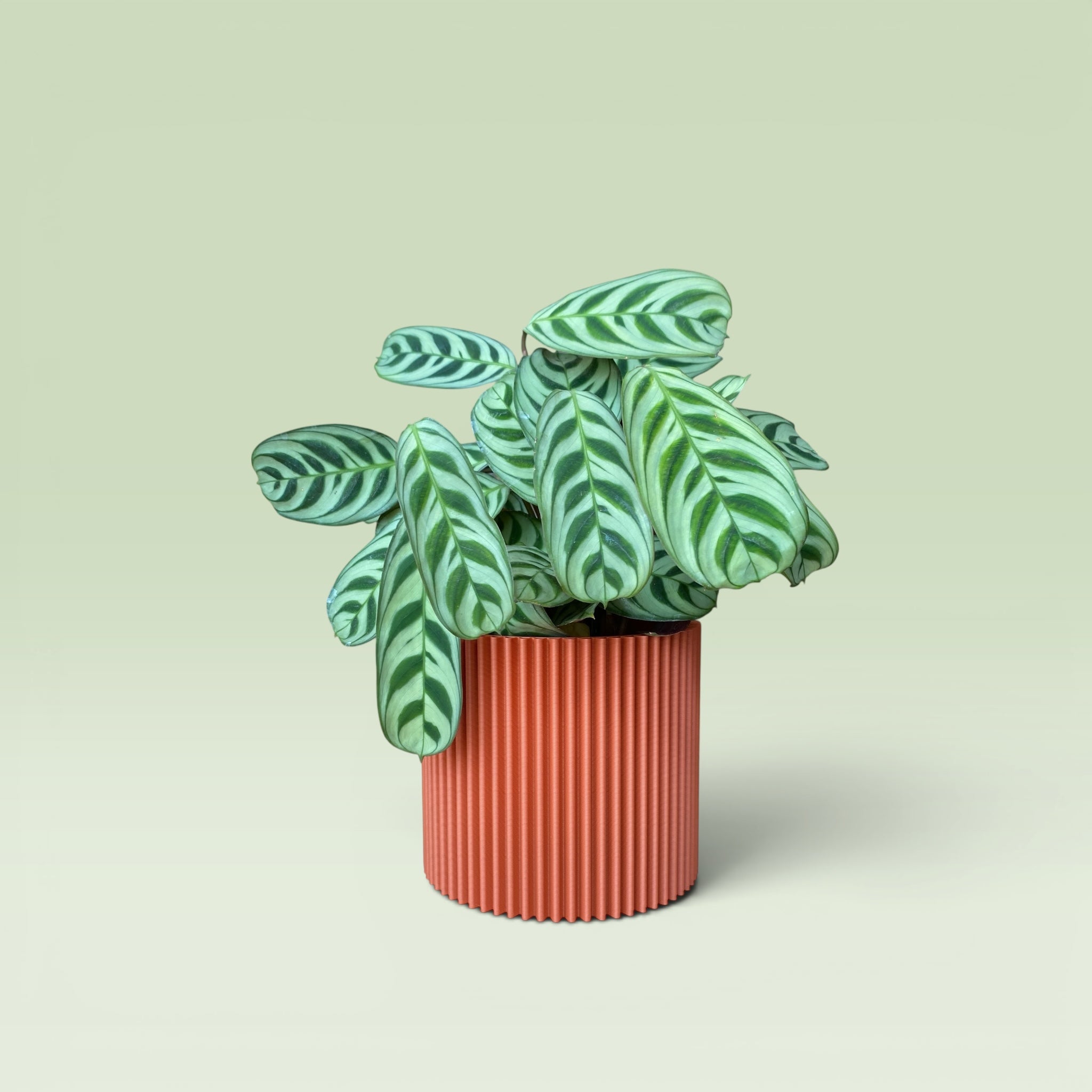 Zig-Zag 4" Plant Pot