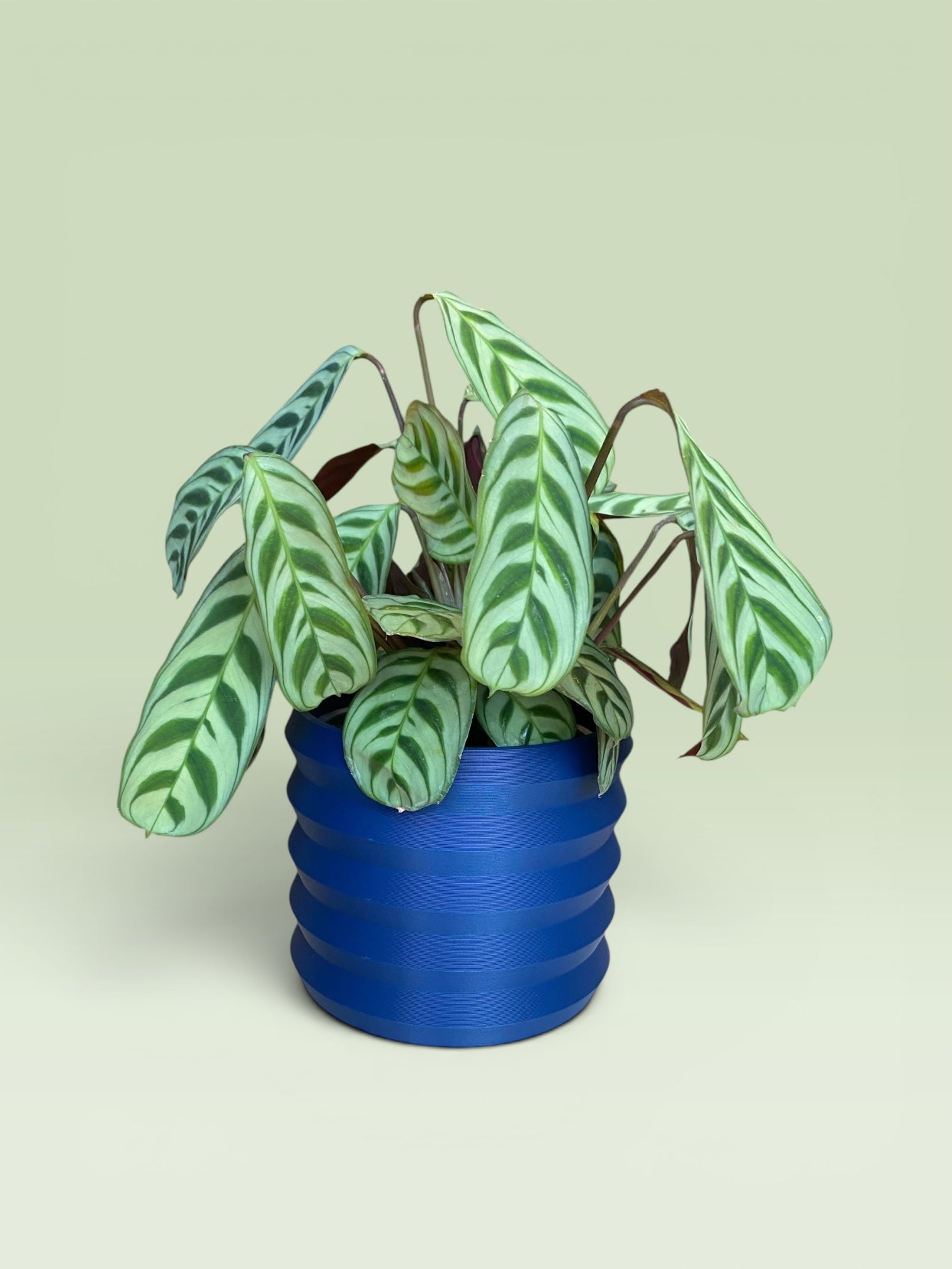Palm 4" Plant Pot