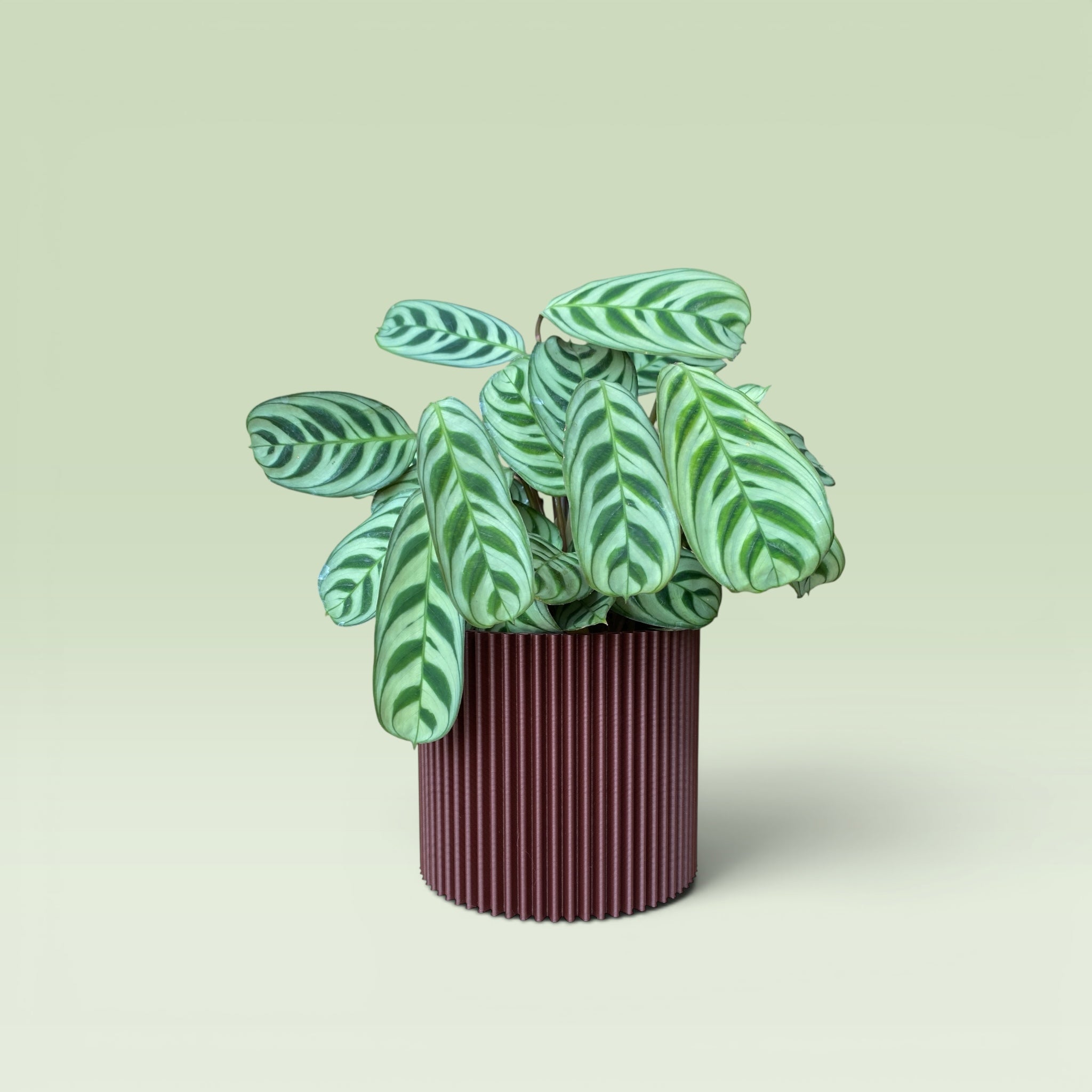 Zig-Zag 4" Plant Pot