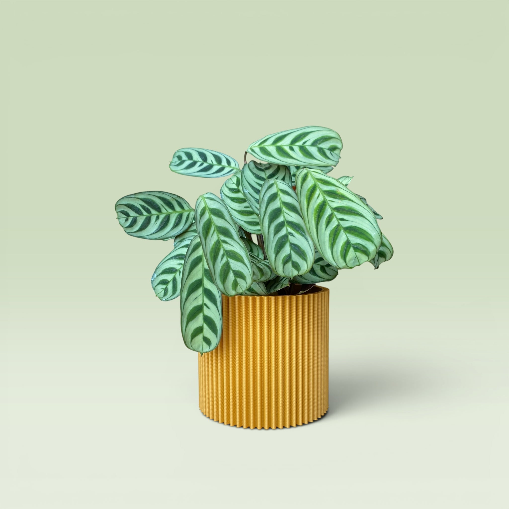Zig-Zag 4" Plant Pot