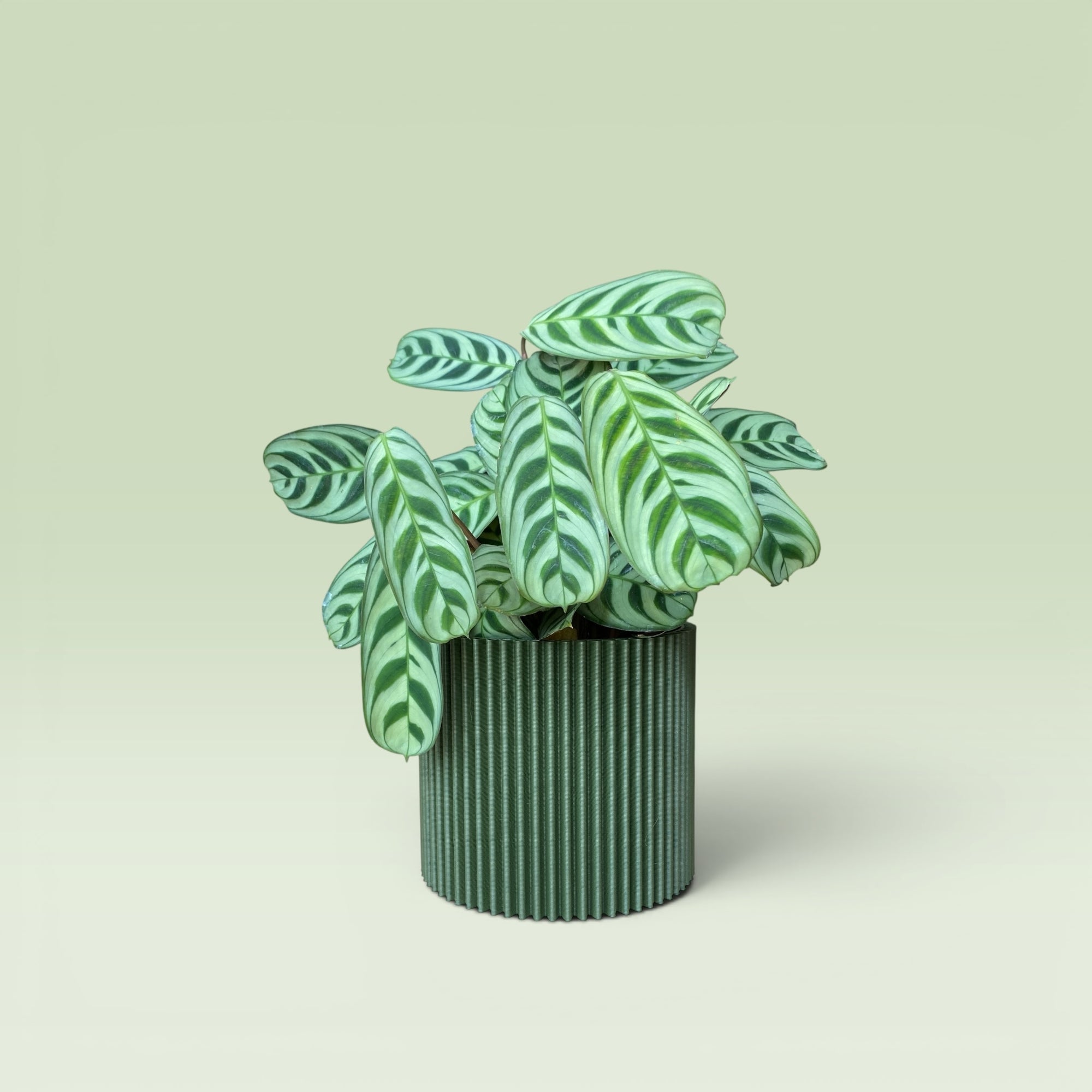 Zig-Zag 4" Plant Pot