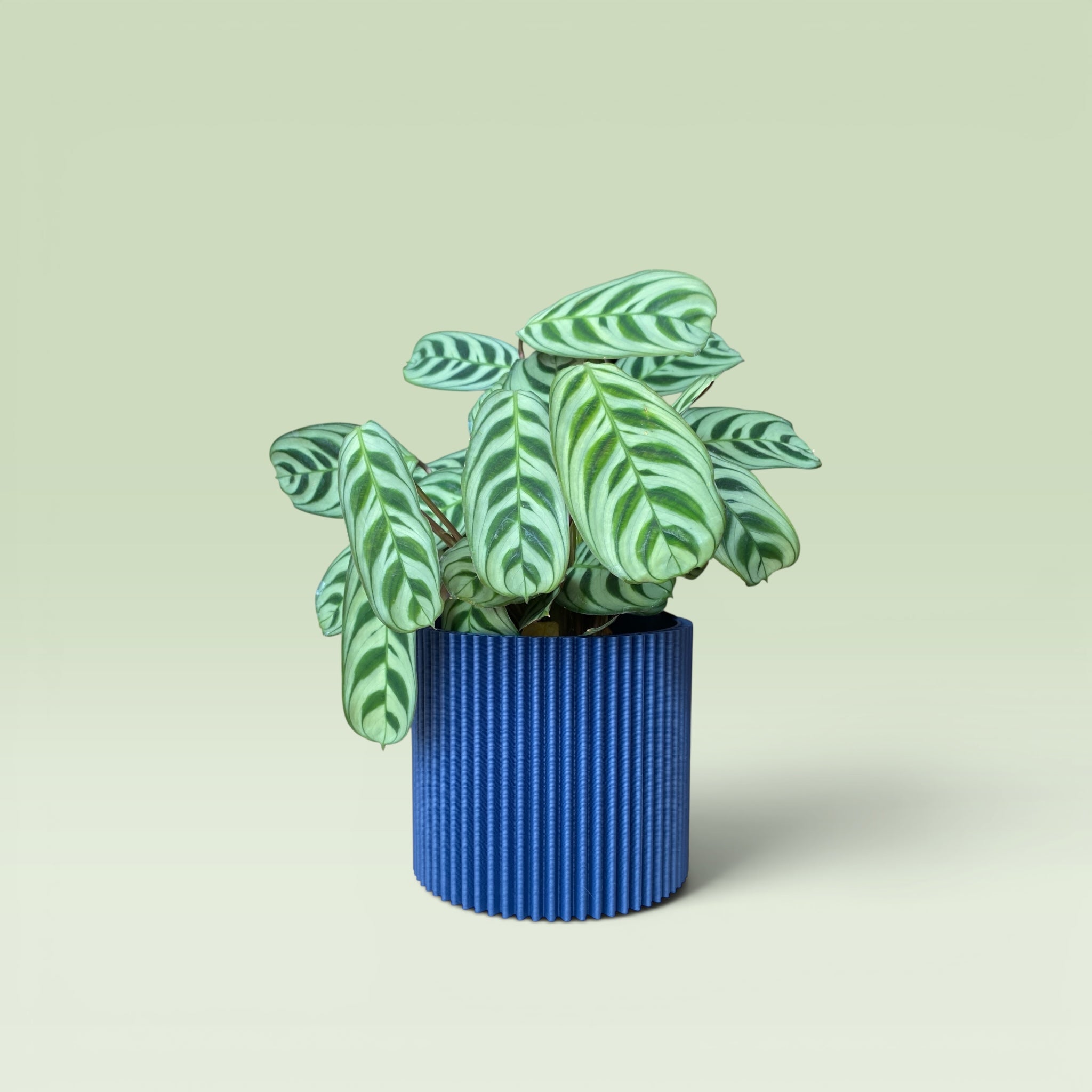 Zig-Zag 4" Plant Pot